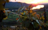 Einblick in unsere Weingärten - Donaublick